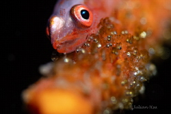 Sea whip goby with eggs by Julian Hsu 